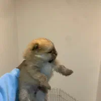 توله پامر نر و ماده خرسی