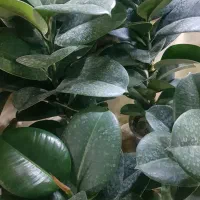 حراج گل و گیاه|حراج|همدان, |دیوار