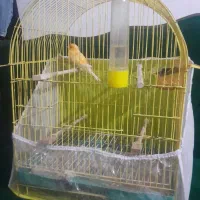 قناری نر|پرنده|گرگان, |دیوار