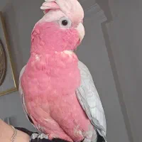 گلاروز نر ماده