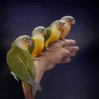 طوطی عروس کوتوله ملنگو گرینچیک(میدان درب عطا)