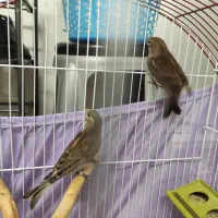قناری سینه سرخ معاوضه