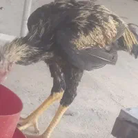 خروس لاری صابونی اصل افغان 5ماهه|حیوانات مزرعه|قم, پردیسان|دیوار