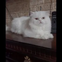 گربه نر پرشین