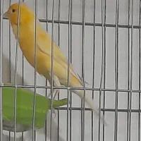 ۴ عدد قناری مست