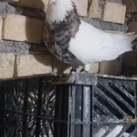 کبوتر طوقی