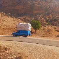 فروش کاه گندم تحویل دامداری