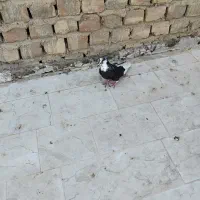 تعدادی کفتر