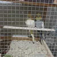 عروس هلندی مولد