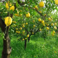 فروش انواع نهال غیر مثمر و مثمر نهالستان سالم|خدمات باغبانی و درختکاری|قمرود, |دیوار