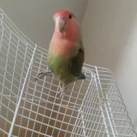یدونه طوطی برزیلی سبز فیشر