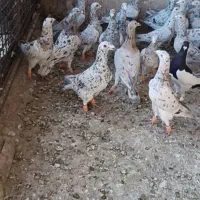 کبوتر فروشی