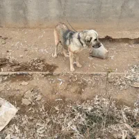 ماده پژدر یا عراقی