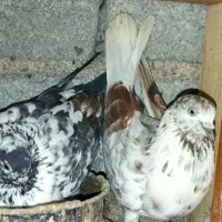 ۸عدد کبوتر پروازی خوش خال|پرنده|لنگرود, |دیوار