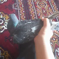 کبوتر مسافتی