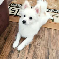 سگ پامر روباهی