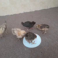 جوجه محلی