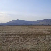 فروش جو ویلما آبی ایرانی