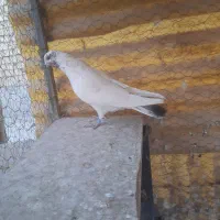 کله خالدار پرشی ..