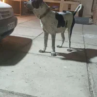 سگ نگهبان