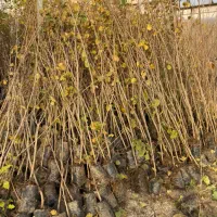 نهال درخت میوه فندق