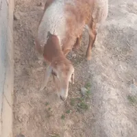 بره قوچی چینی اصل|حیوانات مزرعه|تربت جام, جلگه موسی آباد|دیوار
