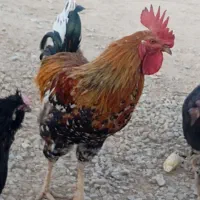 خروس محلی