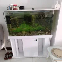 آکواریوم تمیز و سالم