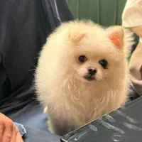 واگذاری پامر