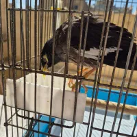 مرغ مینا سخنگو