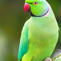 فروش انواع طوطی ملنگو و عروس هلندی