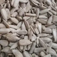 مغز تخمه آفتابگردان