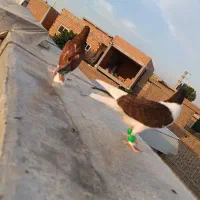 ساده|پرنده|گنبد کاووس, |دیوار