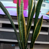 گل سانسوریا|گل و گیاه طبیعی|اصفهان, چرخاب|دیوار