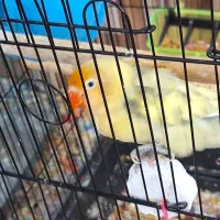 طوطی برزیلی بالغ