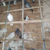 کبوتر،کفتر