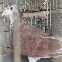 کفتر|پرنده|ابریشم, |دیوار