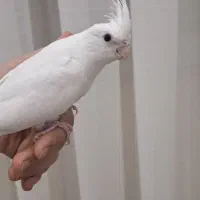 عروس هلندی آلبینو ۲ ماهه