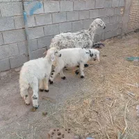 گوسفند عوسی