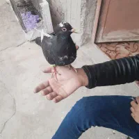 کفتر دستی  مفت