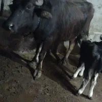 گاومیش شکم اول با گوساله ماده