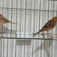 قناری سرخ وشتری سرخ جوجه