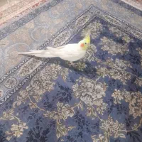 جفت دستی با قفس و وسایل