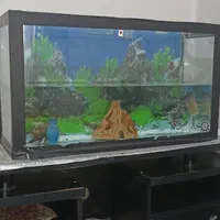 آکواریوم|ماهی|پردیس, فاز ۵|دیوار