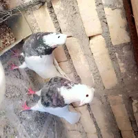 طوقی|پرنده|لردگان, |دیوار