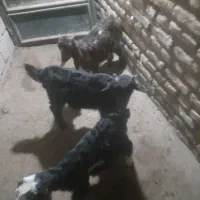 بیگ بز|حیوانات مزرعه|دزفول, |دیوار