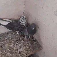 کبوتر طوقی|پرنده|نیر (اردبیل), |دیوار