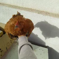 مرغ و خروس|حیوانات مزرعه|فردیس, شهرک ناز|دیوار