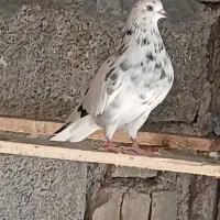 ۳ تا کبوتر فروشی|پرنده|جویبار, |دیوار