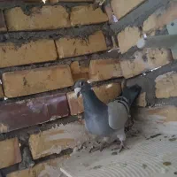 کبوتر مسافتی